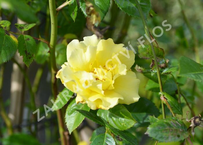 Růže pnoucí 'Lichtkönigin Lucia' - Rosa PN 'Lichtkönigin Lucia'