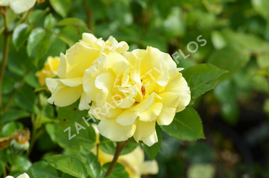 Růže pnoucí 'Lichtkönigin Lucia' - Rosa PN 'Lichtkönigin Lucia'