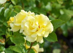 Růže pnoucí 'Lichtkönigin Lucia' - Rosa PN 'Lichtkönigin Lucia'