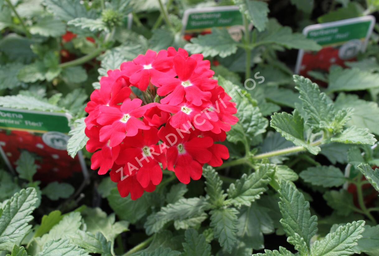 Sporýš 'Samira Red' - Verbena peruviana 'Samira Red'