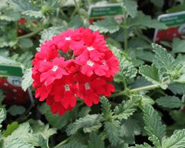 Sporýš 'Samira Red'