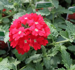 Verbena, sporýš 'Samira Red' - Verbena peruviana 'Samira Red'