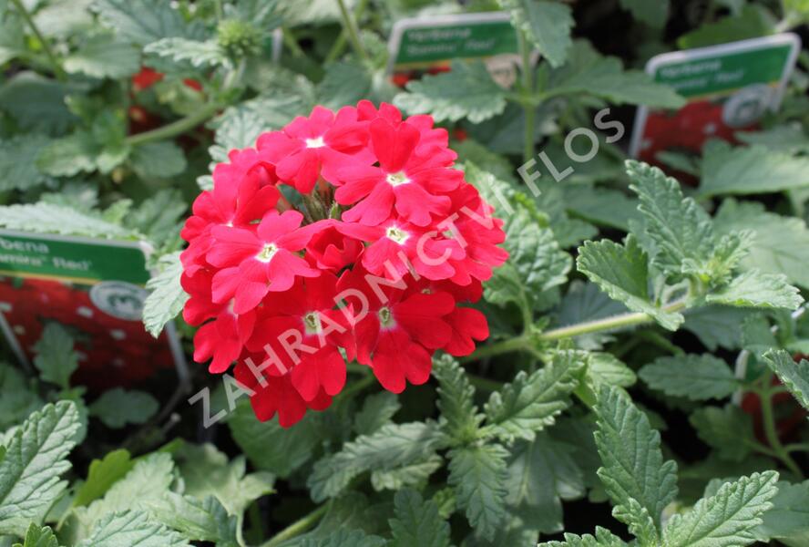 Sporýš 'Samira Red' - Verbena peruviana 'Samira Red'