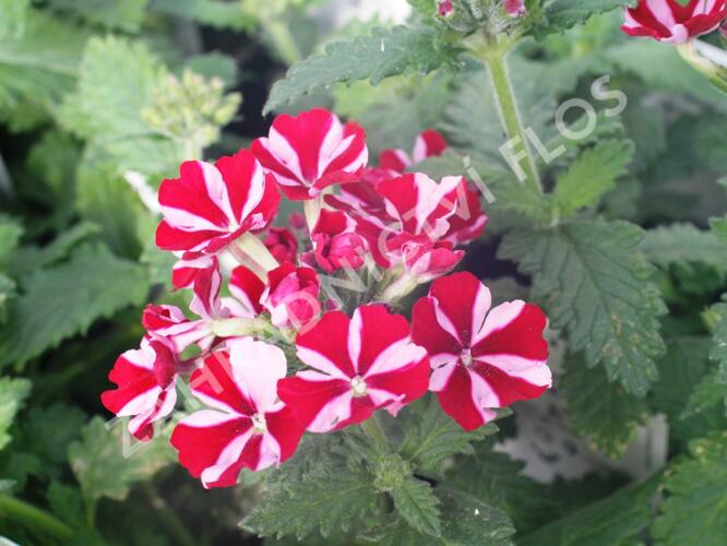 Verbena, sporýš 'Star Dream Deep Red Star' - Verbena hybrida 'Star Dream Deep Red Star'