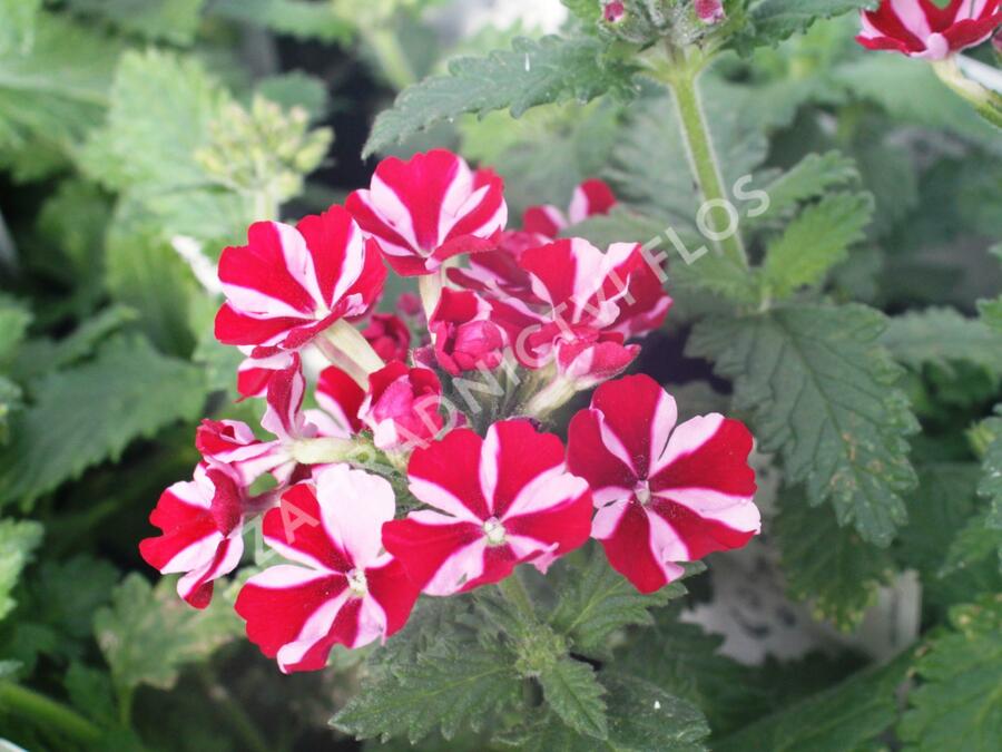 Verbena, sporýš 'Star Dream Deep Red Star' - Verbena hybrida 'Star Dream Deep Red Star'