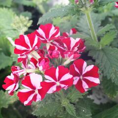 Verbena, sporýš 'Star Dream Deep Red Star' - Verbena hybrida 'Star Dream Deep Red Star'