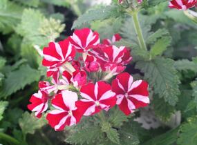 Sporýš 'Star Dream Deep Red Star' - Verbena hybrida 'Star Dream Deep Red Star'