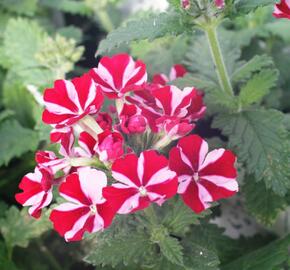 Verbena, sporýš 'Star Dream Deep Red Star' - Verbena hybrida 'Star Dream Deep Red Star'