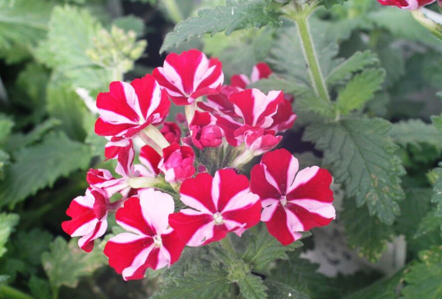 Sporýš 'Star Dream Deep Red Star' - Verbena hybrida 'Star Dream Deep Red Star'