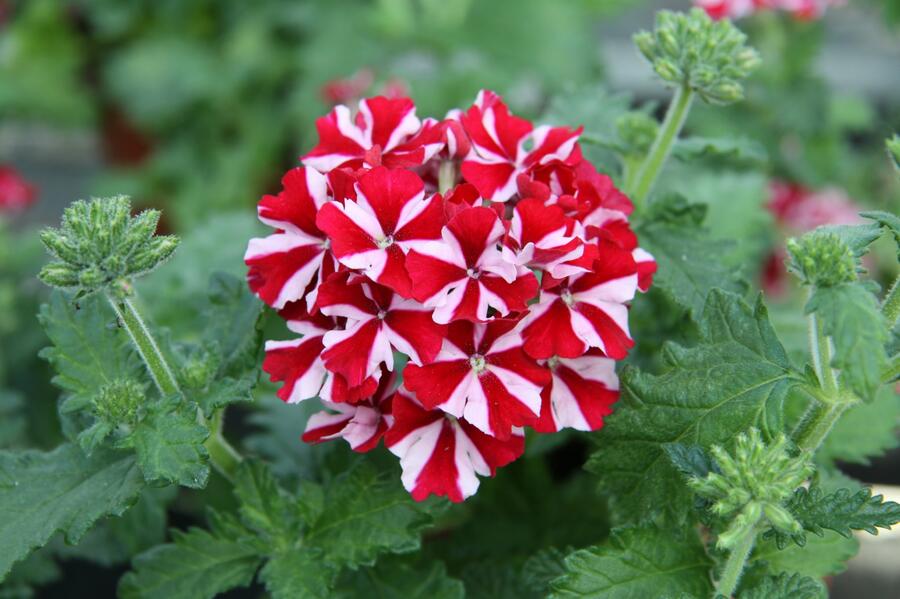 Verbena, sporýš 'Star Dream Deep Red Star' - Verbena hybrida 'Star Dream Deep Red Star'