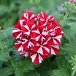 Verbena, sporýš 'Star Dream Deep Red Star' - Verbena hybrida 'Star Dream Deep Red Star'