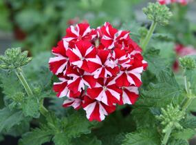 Sporýš 'Star Dream Deep Red Star' - Verbena hybrida 'Star Dream Deep Red Star'