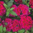 Verbena, sporýš 'Empress Sun Cherry' - Verbena hybrida 'Empress Sun Cherry'