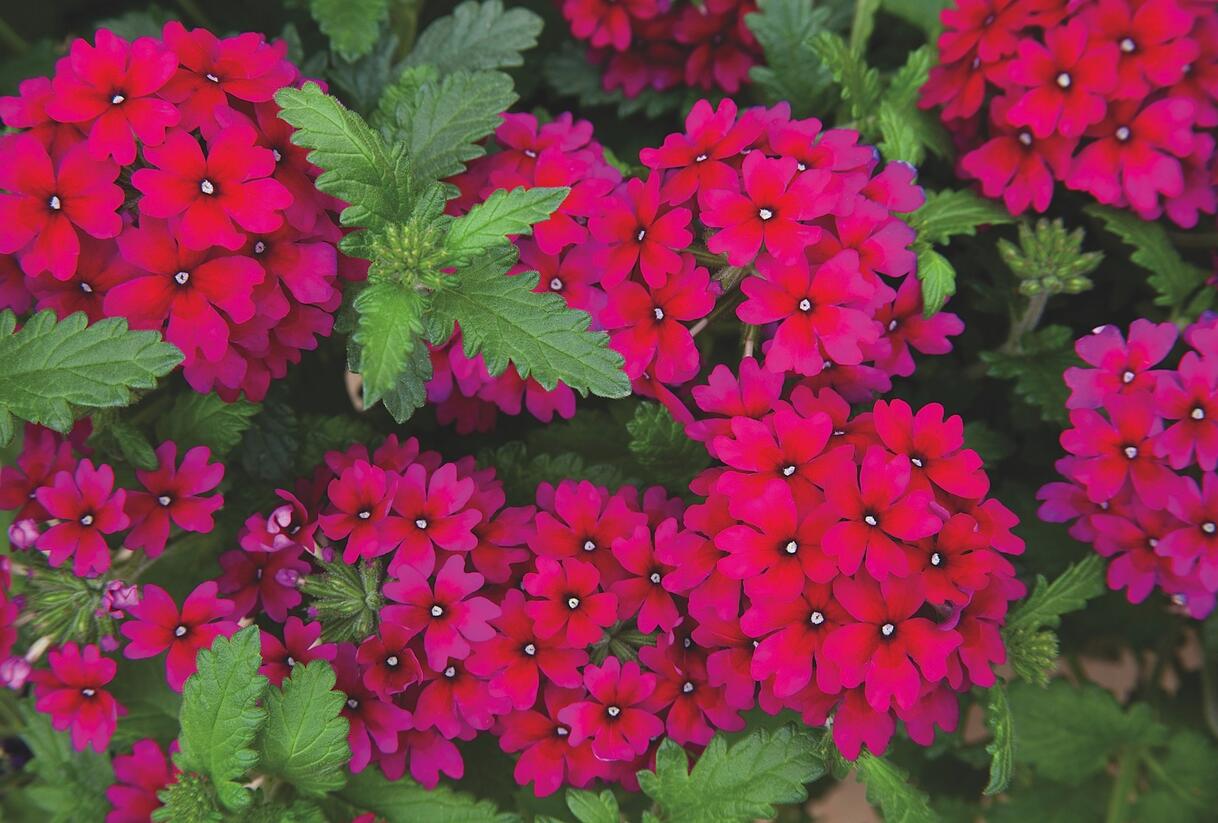 Sporýš 'Empress Sun Cherry' - Verbena hybrida 'Empress Sun Cherry'