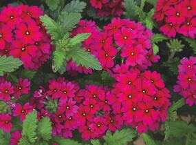 Sporýš 'Empress Sun Cherry' - Verbena hybrida 'Empress Sun Cherry'