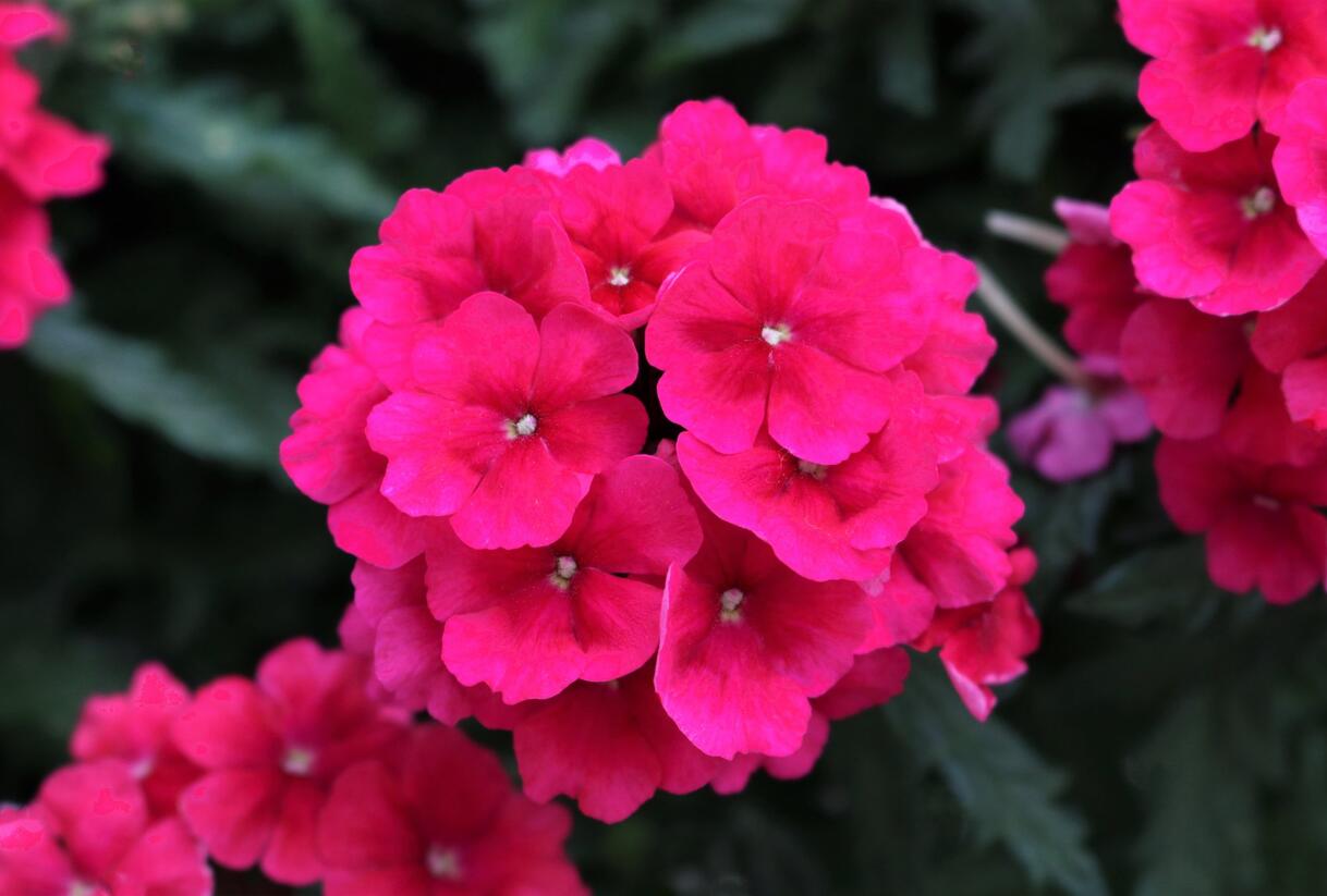 Sporýš 'Empress Sun Cherry' - Verbena hybrida 'Empress Sun Cherry'
