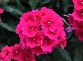 Sporýš 'Empress Sun Cherry' - Verbena hybrida 'Empress Sun Cherry'
