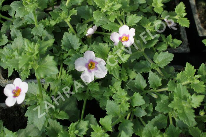 Bakopa 'Bola Pink' - Sutera diffusus 'Bola Pink'