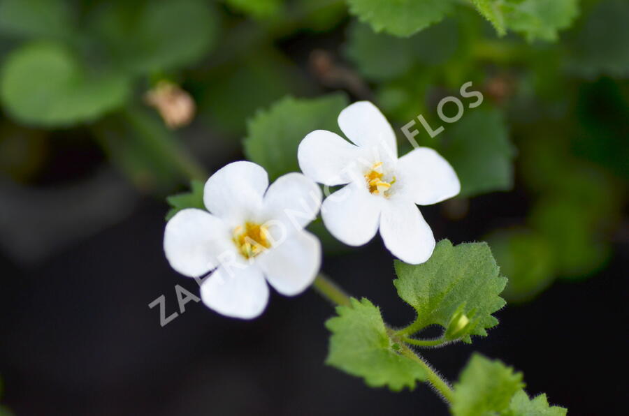 Bakopa 'Baristo Giga White' - Sutera diffusus 'Baristo Giga White'