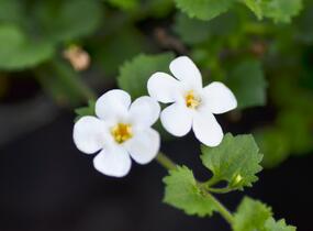 Bakopa 'Baristo Giga White' - Sutera diffusus 'Baristo Giga White'