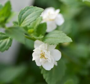 Bakopa 'Baristo Double White' - Sutera diffusus 'Baristo Double White'