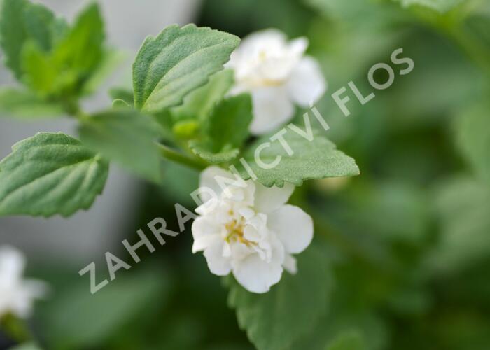 Bakopa 'Baristo Double White' - Sutera diffusus 'Baristo Double White'