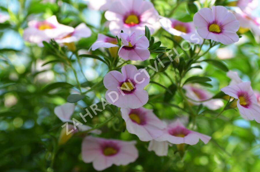 Minipetúnie, Million Bells 'Sweetbells Pink Morn' - Calibrachoa hybrida 'Sweetbells Pink Morn'