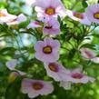 Minipetúnie, Million Bells 'Sweetbells Pink Morn' - Calibrachoa hybrida 'Sweetbells Pink Morn'