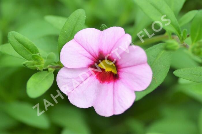 Minipetúnie, Million Bells 'Sweetbells Pink Morn' - Calibrachoa hybrida 'Sweetbells Pink Morn'