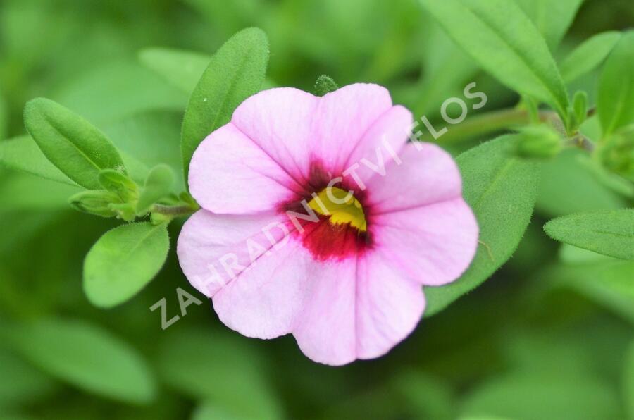 Minipetúnie, Million Bells 'Sweetbells Pink Morn' - Calibrachoa hybrida 'Sweetbells Pink Morn'