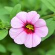 Minipetúnie, Million Bells 'Sweetbells Pink Morn' - Calibrachoa hybrida 'Sweetbells Pink Morn'