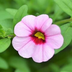 Minipetúnie, Million Bells 'Sweetbells Pink Morn' - Calibrachoa hybrida 'Sweetbells Pink Morn'