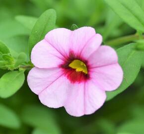 Minipetúnie, Million Bells 'Sweetbells Pink Morn' - Calibrachoa hybrida 'Sweetbells Pink Morn'