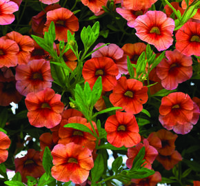 Minipetúnie, Million Bells 'Sweetbells Orange' - Calibrachoa hybrida 'Sweetbells Orange'