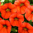 Minipetúnie, Million Bells 'Sweetbells Orange' - Calibrachoa hybrida 'Sweetbells Orange'