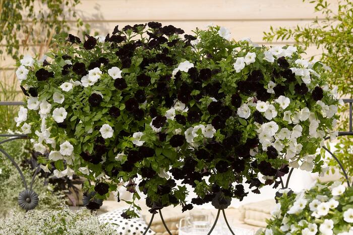 Petúnie 'Sweetunia Black Satin' - Petunia hybrida 'Sweetunia Black Satin'
