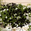 Petúnie 'Sweetunia Black Satin' - Petunia hybrida 'Sweetunia Black Satin'
