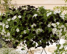 Petúnie 'Sweetunia Black Satin'