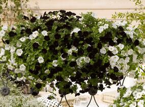 Petúnie 'Sweetunia Black Satin' - Petunia hybrida 'Sweetunia Black Satin'