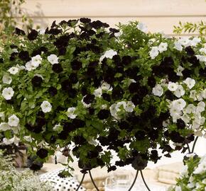 Petúnie 'Sweetunia Black Satin' - Petunia hybrida 'Sweetunia Black Satin'