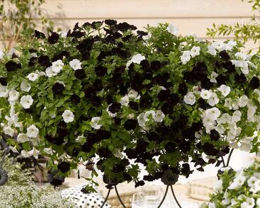 Petúnie 'Sweetunia Black Satin'