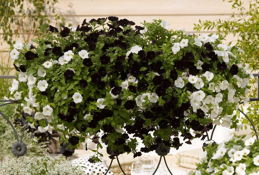 Petúnie 'Sweetunia Black Satin' - Petunia hybrida 'Sweetunia Black Satin'