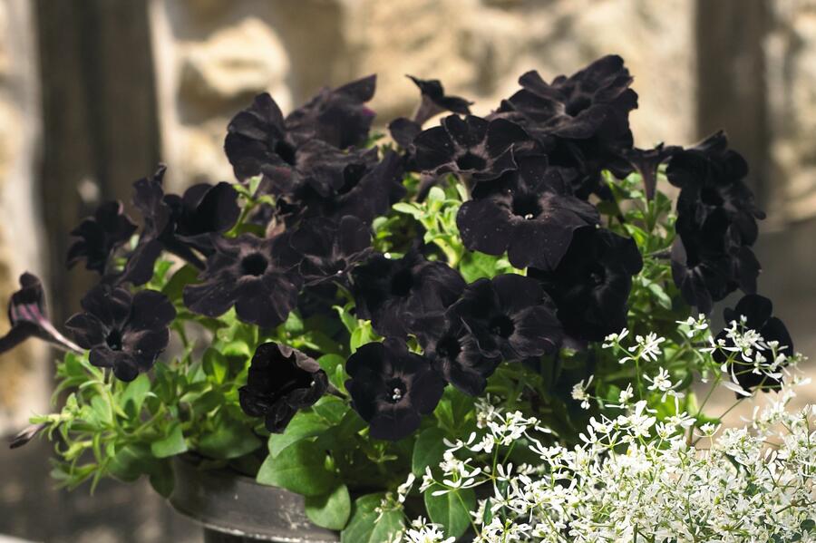 Petúnie 'Sweetunia Black Satin' - Petunia hybrida 'Sweetunia Black Satin'