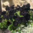 Petúnie 'Sweetunia Black Satin' - Petunia hybrida 'Sweetunia Black Satin'