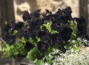 Petúnie 'Sweetunia Black Satin' - Petunia hybrida 'Sweetunia Black Satin'