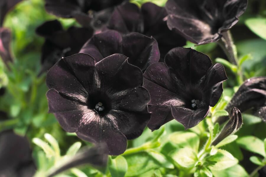 Petúnie 'Sweetunia Black Satin' - Petunia hybrida 'Sweetunia Black Satin'
