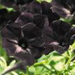 Petúnie 'Sweetunia Black Satin' - Petunia hybrida 'Sweetunia Black Satin'
