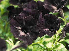 Petúnie 'Sweetunia Black Satin' - Petunia hybrida 'Sweetunia Black Satin'