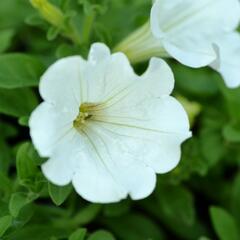 Petúnie 'White' - Petunia hybrida Surfinia 'White'