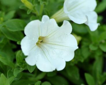 Petúnie, surfínie 'White'